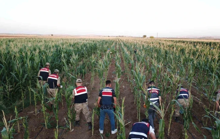 Sınırda mısır tarlasında 160 bin kök kenevir bitkisi bulundu
