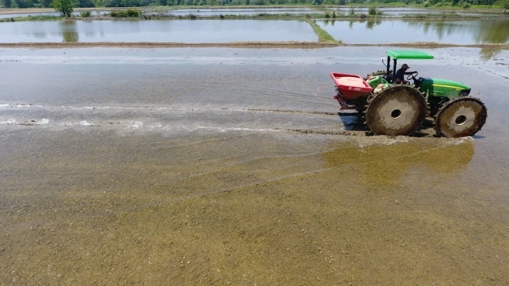 Sinop çeltiğinde tohumlar suyla buluşmak için hazırlanıyor
