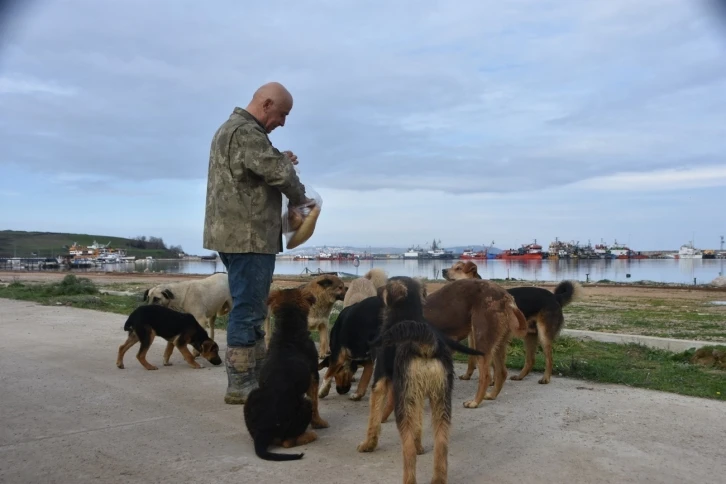 Sinop Demirci Köyü Limanı’nda başıboş köpek sorunu
