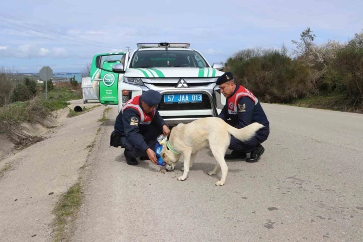 Sinop HAYDİ sokak hayvanlarını unutmadı
