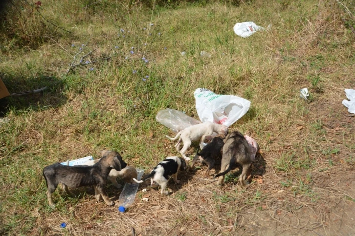 Sinop Mertoğlu köyünde başıboş köpek sorunu
