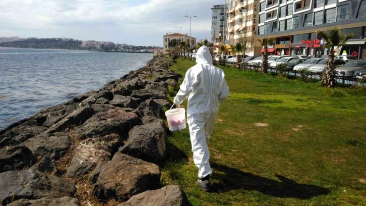 Sinop’ta larva oluşabilecek bölgelerde ilaçlama çalışması
