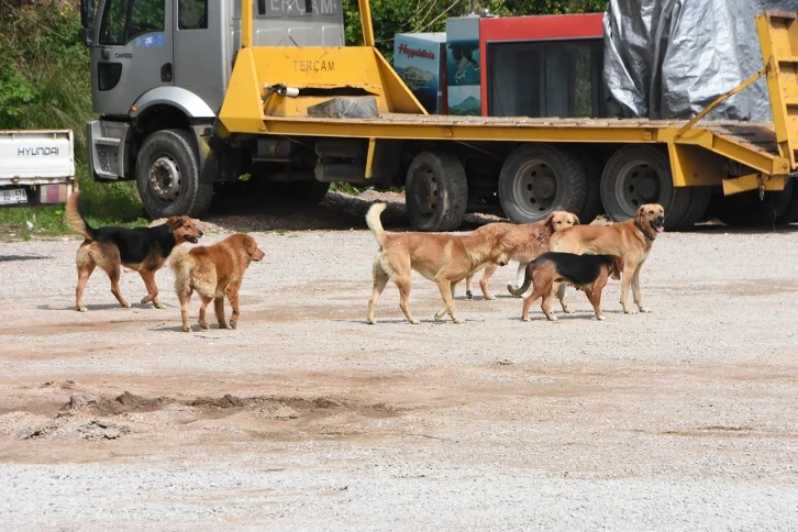 Sinop’ta vatandaşlara saldıran sokak köpekleri toplandı
