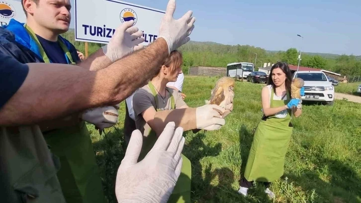 Sinop’ta yaraları tedavi edilen kartal, şahin ve baykuş doğaya salındı