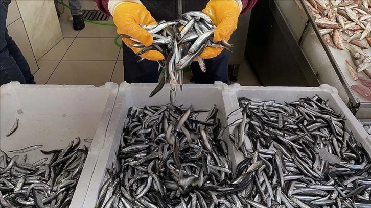 Sinop'ta palamut, tezgahlardaki yerini hamsiye bırakıyor