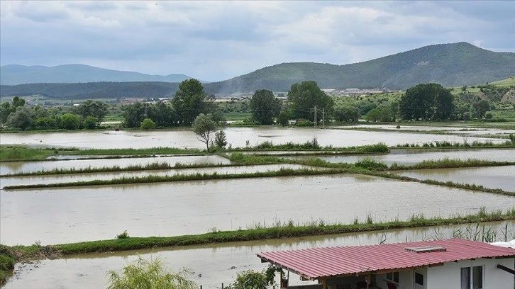 Sinop'un Boyabat ilçesinde su taşkını çeltik tarlalarına zarar verdi