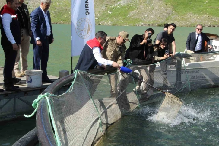 Şırnak’ta kafeslerden 30 ton balık hasat edildi
