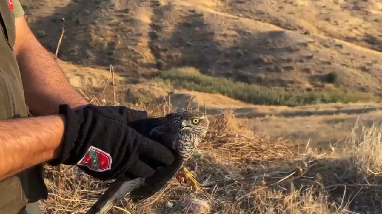 Şırnak’ta tedavisi tamamlanan atmaca doğaya salındı
