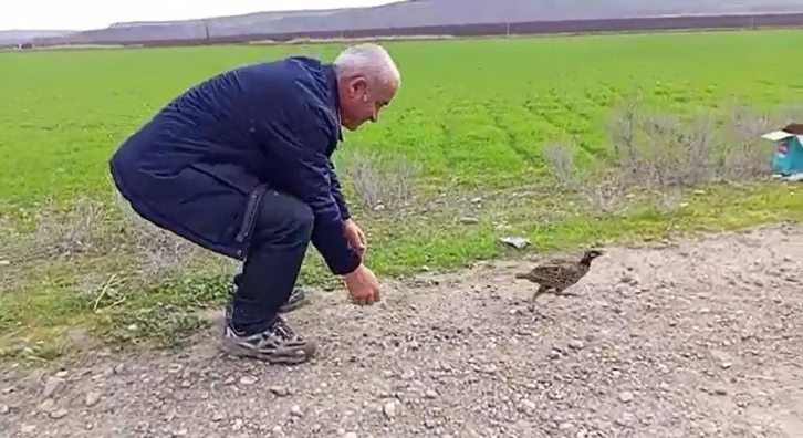 Şırnak’ta tedavisi tamamlanan kuşlar doğaya bırakıldı
