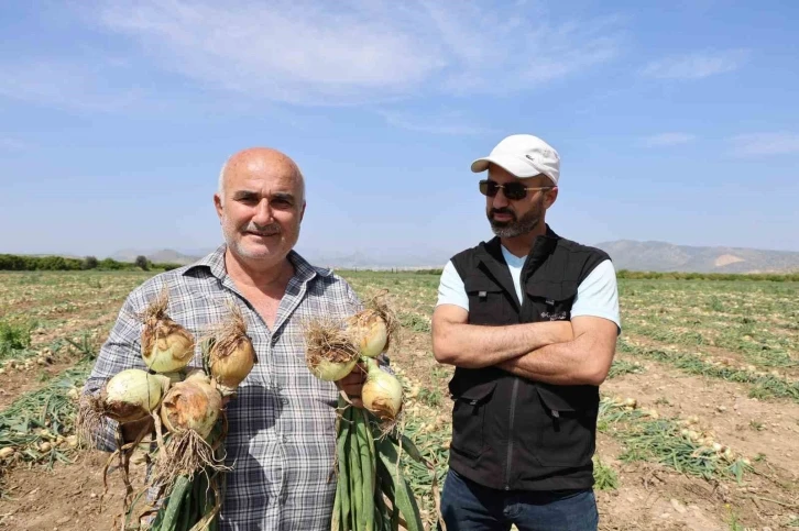 Sofrada göz yaşartan soğan tarlada üreticinin yüzünü güldürdü