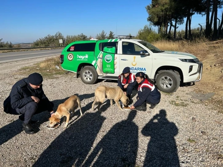 Sokak hayvanlarına jandarma şefkati