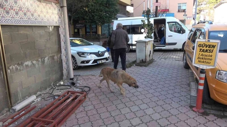 Sokak köpeği ısırdı, kuduz aşısı olmak için 100 kilometre yol gitti
