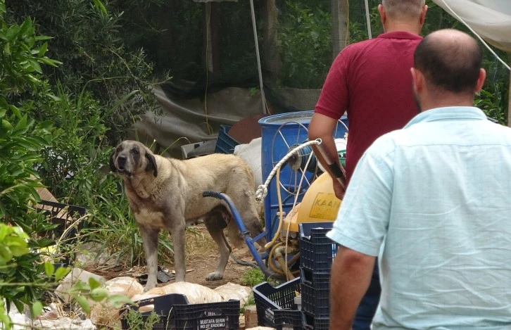 Sokak köpeği yaşlı kadına saldırdı