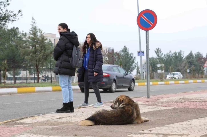 Sokak köpekleri için barınak ve çip vurgusu
