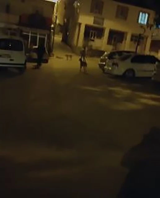 Sokak köpekleri vatandaşları canından bezdirdi
