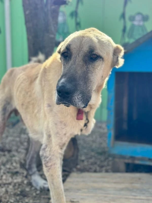 Sokak köpeklerinin kaldıkları kulübeleri onardılar