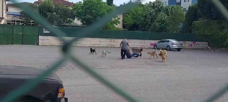 Sokak ortasında 10 köpeğin saldırısına uğradı