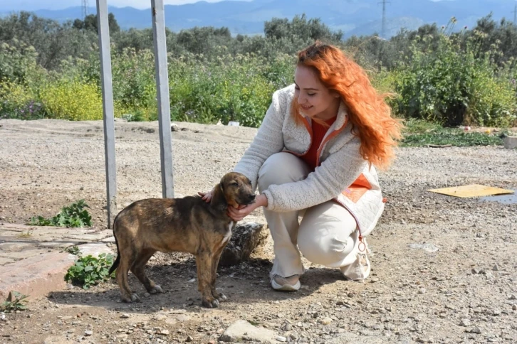 Sokaktaki canlar Edremit Belediyesi’ne emanet
