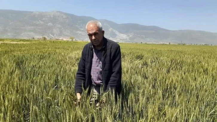 Söke’de Buğday ekim alanı geçen yıla göre daraldı
