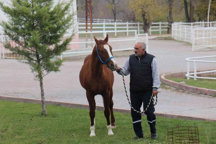 Sultansuyu’nun gözde atı: Özgünhan
