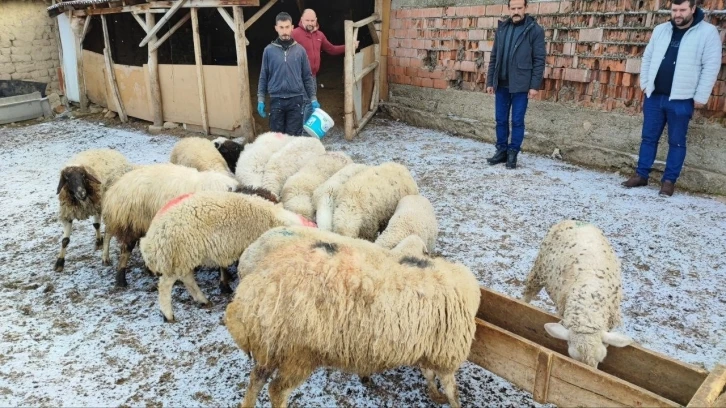 Suluovalı besicilerden deprem bölgesine hayvan bağışı