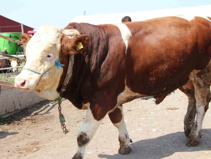 Sungurlu’da 1.2 tonluk yiğit, 135 bin liraya satıldı
