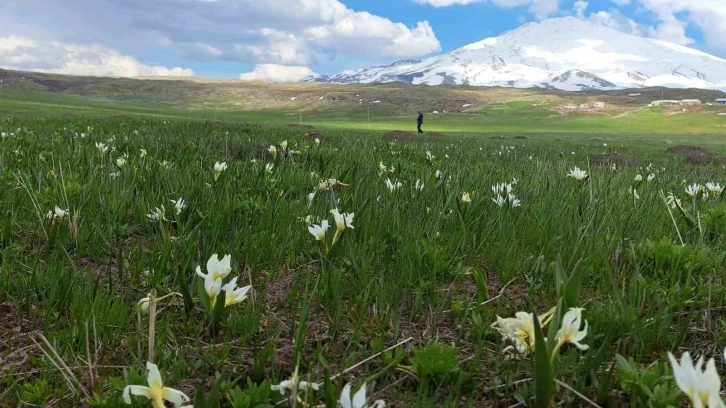 Süphan Dağı etekleri kardelenlerle süslendi
