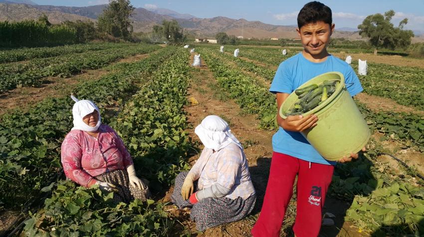 Tarım işçilerine tatil yok!