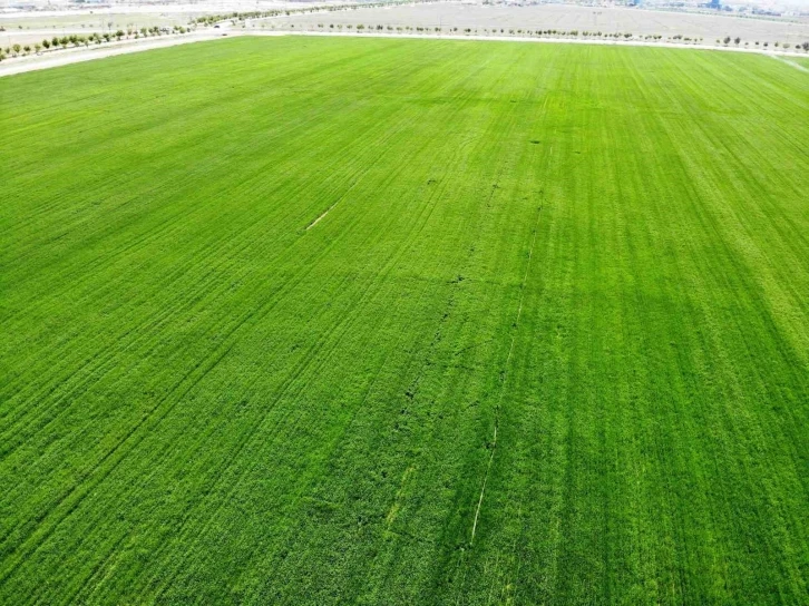 Tahıl ambarı Konya Ovası’nda yağışlarla rekolte beklentisi arttı
