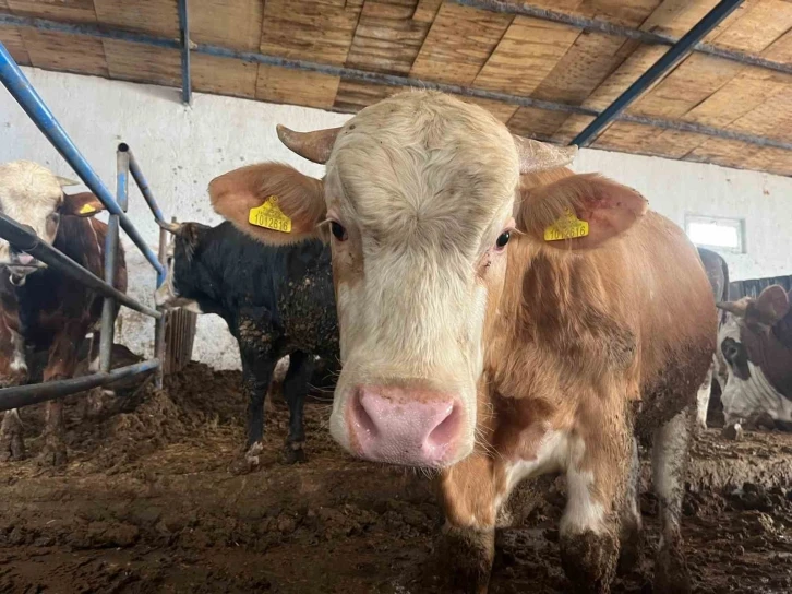 “Tarım Cebimde” ile üç adımda kurbanlık sorgulaması yapılabiliyor
