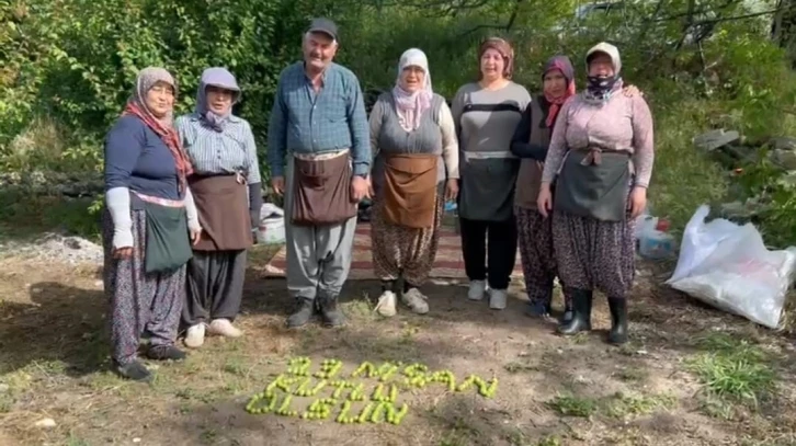 Tarım işçileri 23 Nisan’ı erik hasadı yaparken kutladılar
