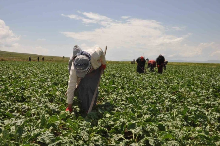 Tarım işçisi kadınlar pancar üretimi mesaisinde
