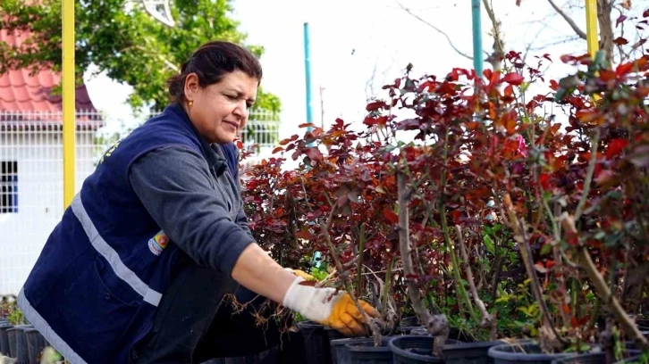 Tarsus Belediyesi üretiyor vatandaş faydalanıyor
