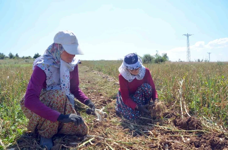 Taşköprü sarımsağı yetiştirilen tarlalarda okul harçlığı mesaisi
