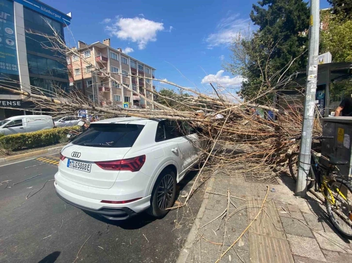 Tatile geldi, otomobilin üstüne ağaç devrildi
