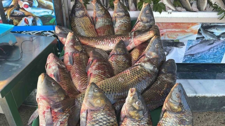 Tatlı sularda balık avı yasağı başladı
