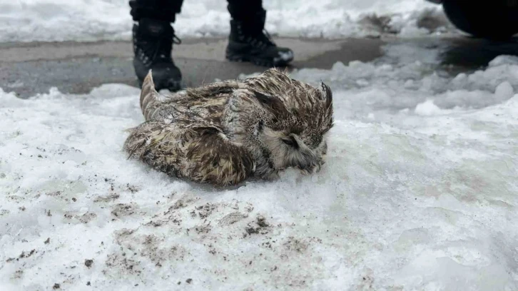 Tatvan’da soğuk havadan dolayı puhu dondu
