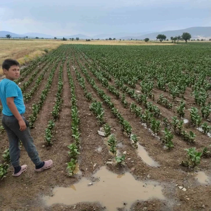 Tavas’ta 4 ay sonra yağan yağmur umut oldu
