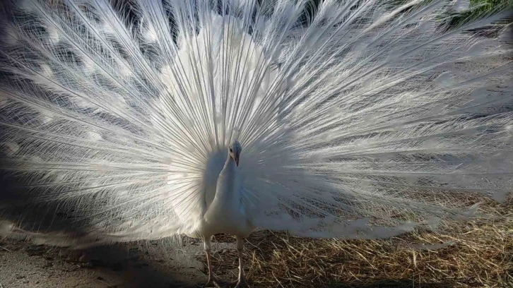 Tavus kuşları Van’ı sevdi
