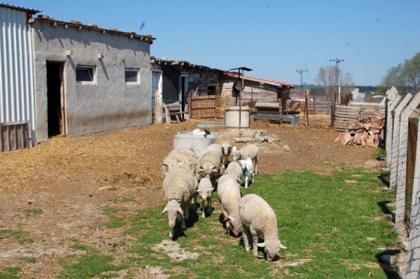 Köpekleri kemikle besleyip 20 koyunu çaldılar