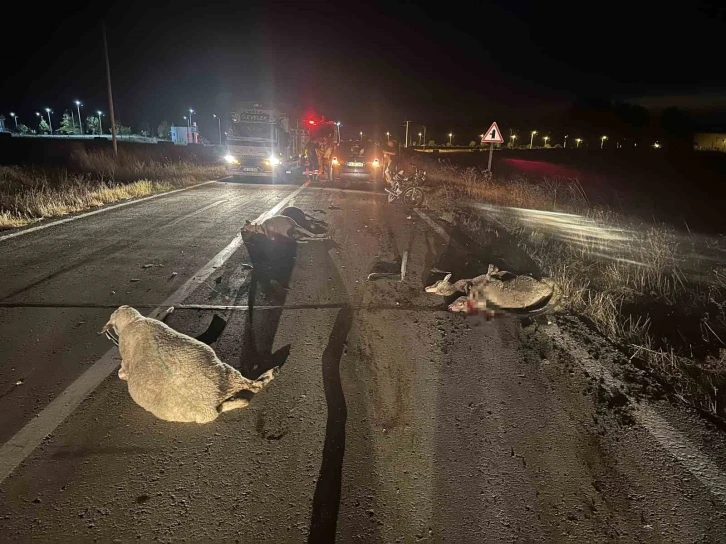 Tekirdağ’da otomobil koyun sürüsüne çarptı: 10 koyun telef oldu
