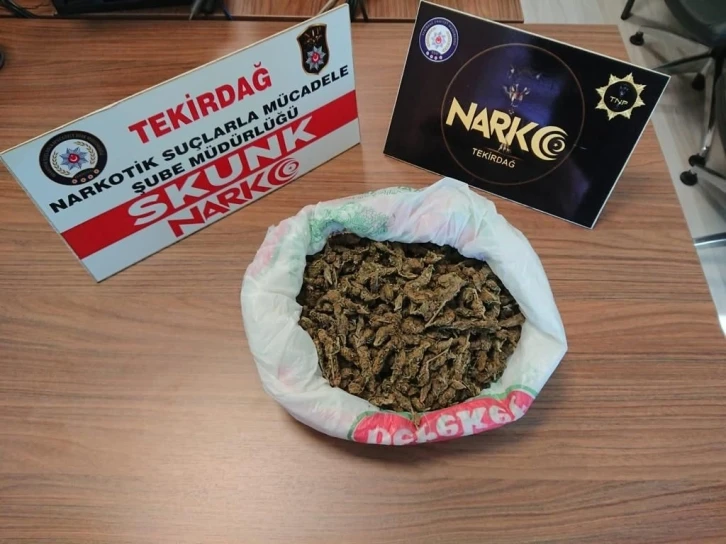 Tekirdağ’da yarım kilo skunk ele geçirildi
