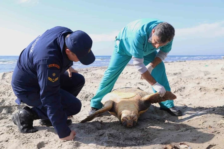 Tekirdağ sahilinde "caretta caretta" ölüsü bulundu
