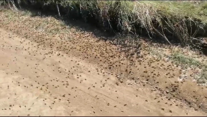 Tekirdağ Valiliğinden "çekirge" açıklaması
