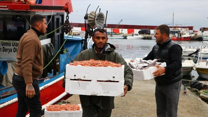 Tekirdağ'da küçük tekne balıkçıları kıyıya karidesle dönüyor