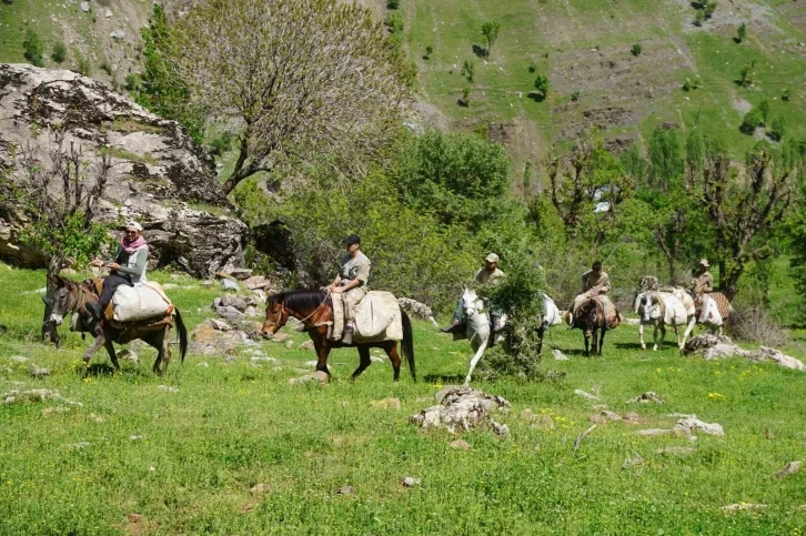 Terörden temizlenen dağlarda yetişen otlar adeta şifa deposu
