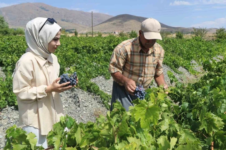 Tescilli Cimin üzümünde hasat zamanı
