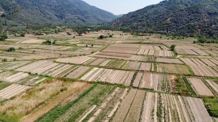 Tescilli mor soğanda hasat zamanı
