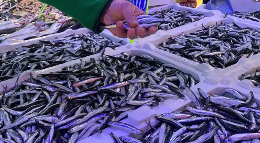 Tezgahlarda palamut yerini hamsi ve istavrite bıraktı