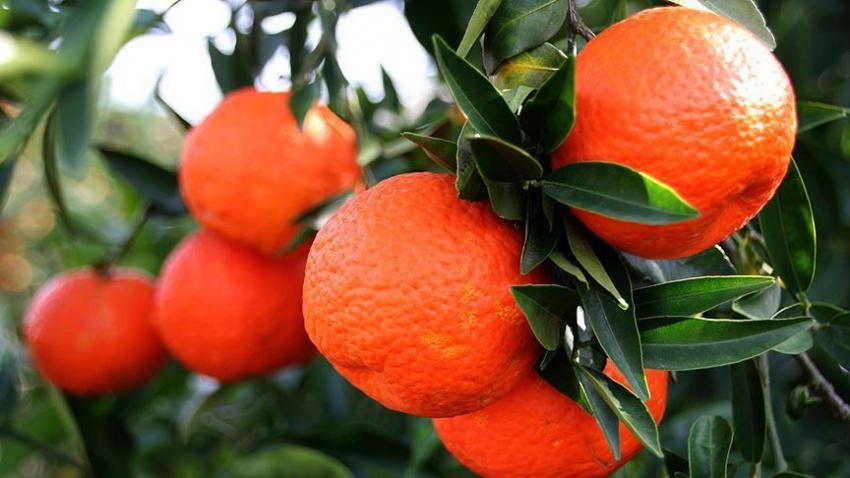 Turunçgilde ihracat şampiyonu mandalina oldu